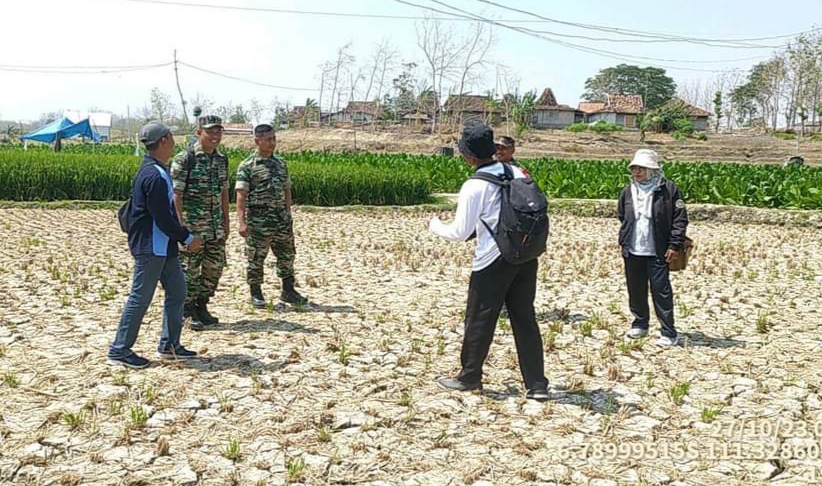 Ratusan Hektar Sawah Gagal Panen Ajukan Klaim Asuransi