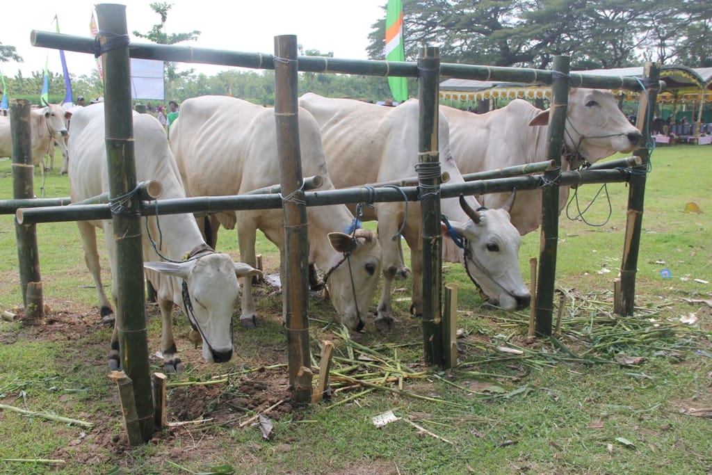 Rembang Ditetapkan Sebagai Wilayah Sumber Bibit Sapi PO