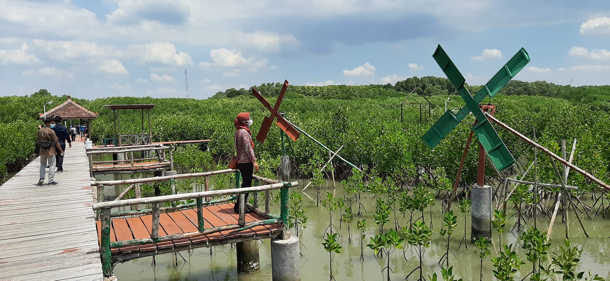 Hutan Mangrove Pasar Banggi Jum'at 9 September Mulai Buka
