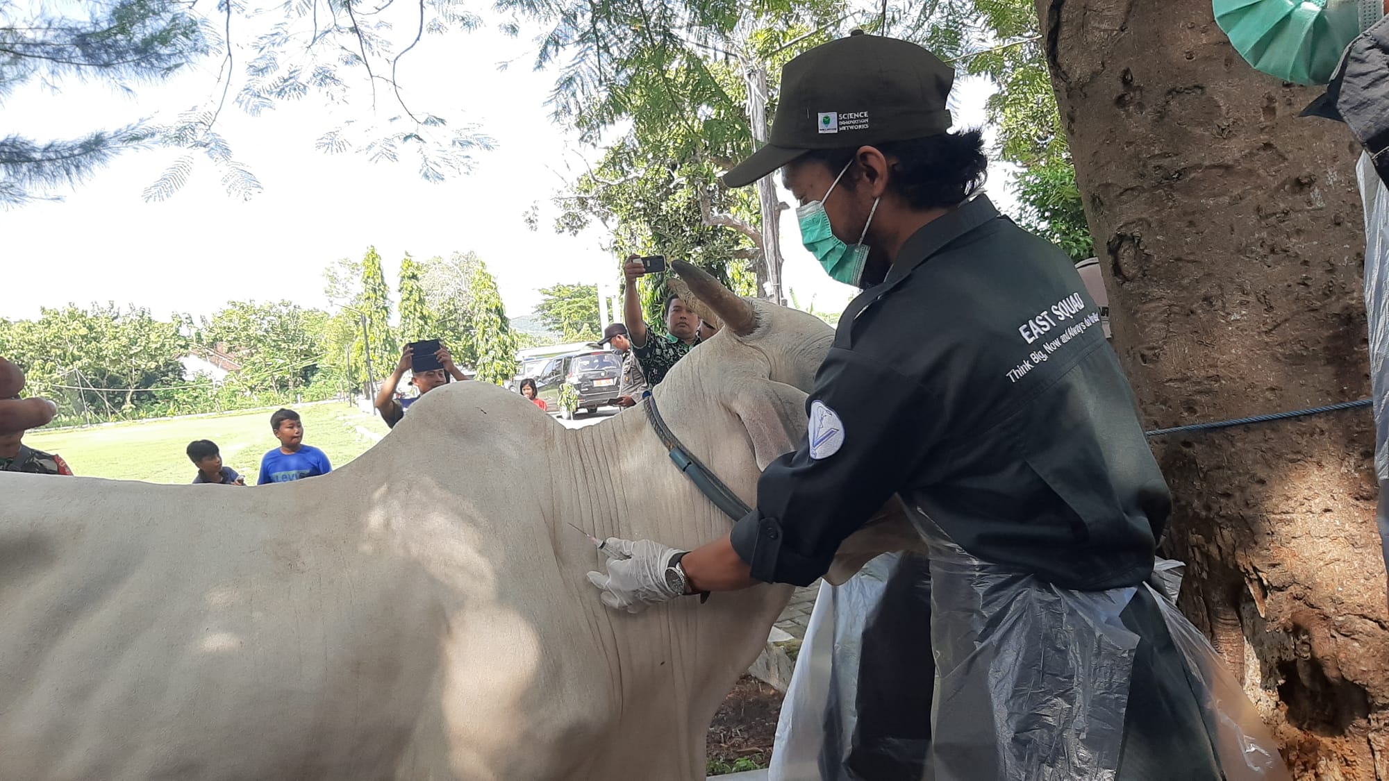 Sapi di Rembang Mulai Divaksin