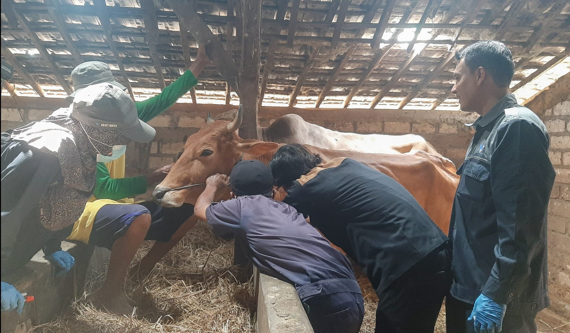 Pemkab Ambil Sampel Darah Ribuan Sapi Guna Pantau Perkembangan Virus