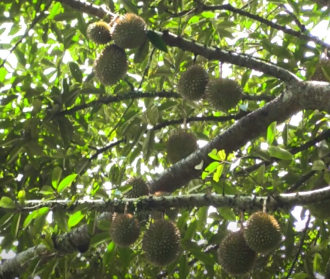 Melihat Potensi Durian Bitingan