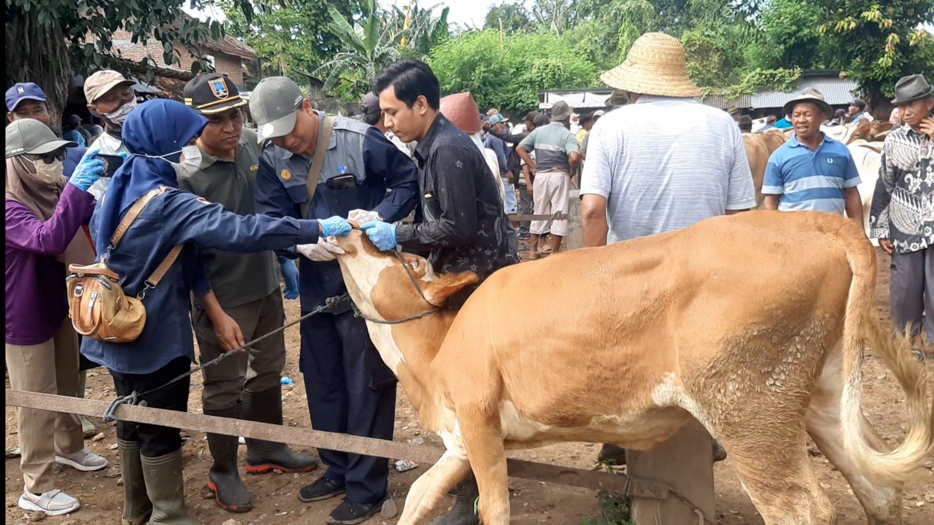 Sikapi Kasus PMK, Dintanpan Lakukan Pengecekan Kesehatan Sapi di Pasar Hewan