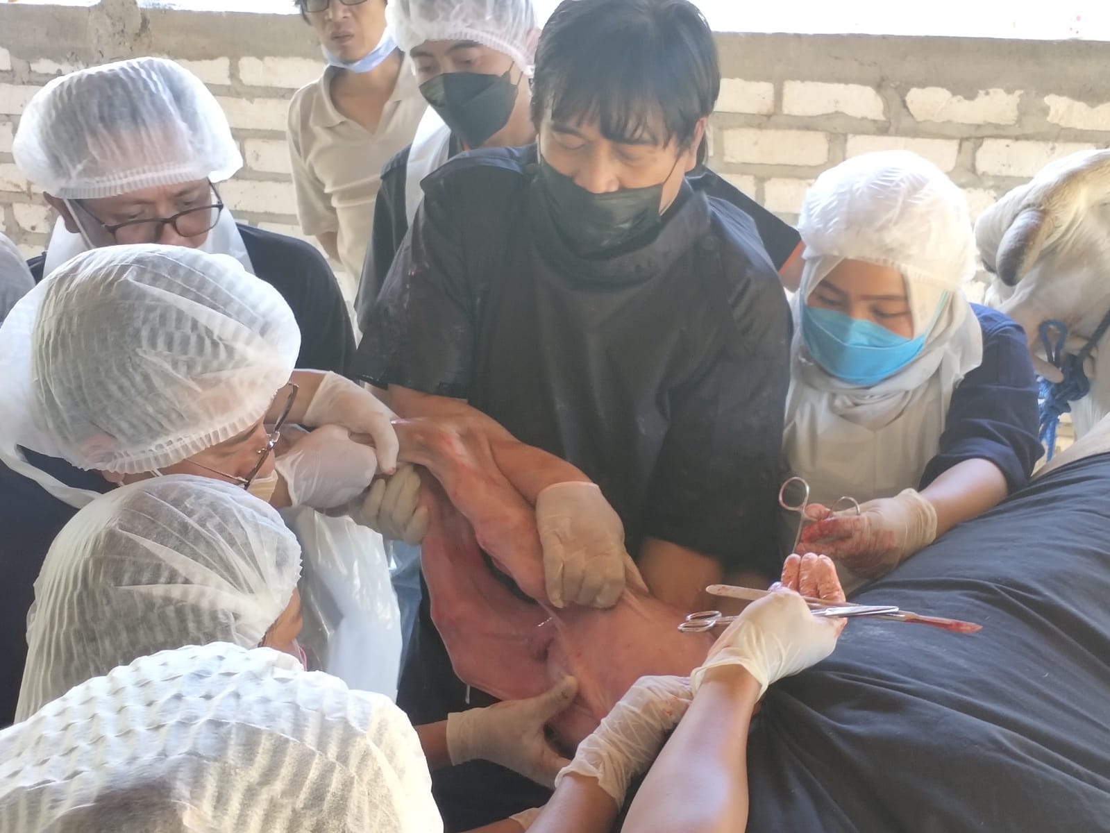 Keren, Dokter Hewan 10 Provinsi Belajar Operasi Sesar Sapi di Rembang