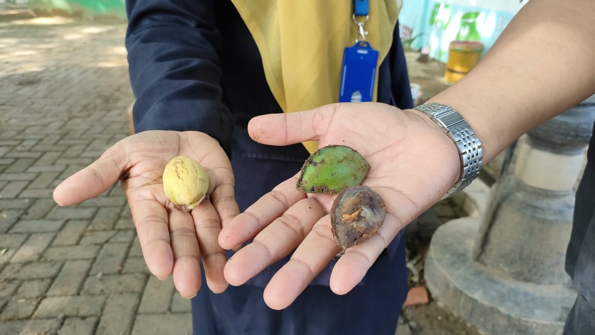 Berawal Dari Siswa Yang Makan Biji Ketapang, Kini Dikembangkan Jadi Rempeyek